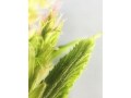 やる気が起きない日のエッセンス☆ホームビーム