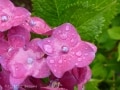 梅雨に撮りたい写真、3つのシャッターチャンス