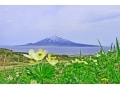 別名・花の浮島！北海道礼文島でフラワートレッキング