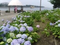 八景島で2万株のあじさいを眺めよう！ 名所の見頃や楽しみ方をご紹介