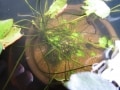 夏を涼しく！水面に浮かぶ姫スイレンの草盆栽の作り方