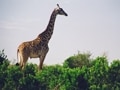 セレンゲティ国立公園／タンザニア