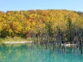 美瑛の紅葉で癒される！絶景・秋の青い池とブルーリバー