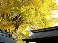 鎌倉　荏柄天神　きらめくイチョウ紅葉と隠れ家ランチ