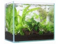 水槽に白い虫⁉︎ 夜、ガラス面を這う小さな白い虫の正体
