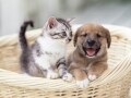 ペットを飼うなら新築または築淺のマンション？