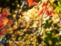 【風景撮影ナビ4】紅葉を見栄えよく撮影する