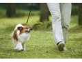 犬の分離不安や怖がりの原因は散歩不足？
