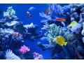 種類別・熱帯魚図鑑オンライン