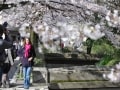 2018年京都の桜散歩に！東山エリアの桜の名所7選