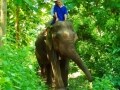 動物たちと触れ合える　アジアのおすすめツアー