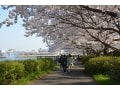 埼玉のお花見におすすめ！桜の名所10選【2018年】