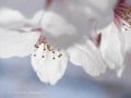【風景撮影ナビ10】 桜をきれいに撮るときのヒント