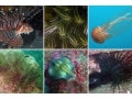 海の危険生物と対処法！クラゲやウミヘビの毒等、死に至ることも？ 