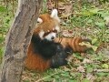 円山動物園ニューアイドル！レッサーパンダの赤ちゃん