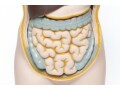 腸内細菌・腸内フローラとは…腸内環境の整え方