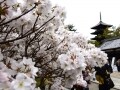 京都で遅咲きの桜を楽しむなら、仁和寺の「御室桜」