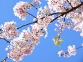 鎌倉の早春を彩る早咲きの桜「玉縄桜」