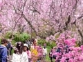 京都の桜、遅咲きスポット3ヶ所をめぐる散歩道