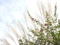 「秋分の日」「二十四節気の秋分」とは？2025年はいつ？ 違い・意味・由来や食べ物