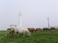 【尻屋崎】寒立馬がのびのびと暮らす青森の観光スポット