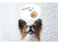 犬に卵を与えると健康に良い？期待できることと注意点とは