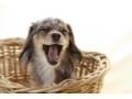 犬のあくびの意味の見分け方…抱っこ時やなでられた時の意味は？