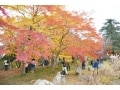 埼玉の紅葉名所・嵐山渓谷 秋色グラデーションを堪能