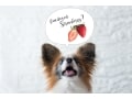 犬はいちごを食べても平気？与え方のポイントや注意点
