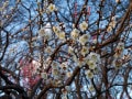 横浜で梅のお花見が楽しめる名所、公園、梅まつり【2022年】