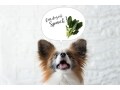 犬にほうれん草を与えても大丈夫？シュウ酸には注意！