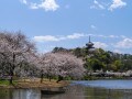 横浜・三溪園でお花見！ 2022年の桜の見ごろ、混雑状況まとめ