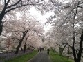 斐伊川堤防桜並木 日本神話の故郷を彩る美しい桜