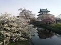 松前城の桜 北海道に春を告げる多彩な八重桜に感動！