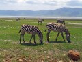 ンゴロンゴロ：マサイ族が暮らすクレーター動物園