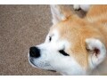 秋田犬の特徴・性格や大きさ、飼育法や歴史を解説！