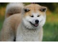 秋田犬の特徴とは？性格や大きさ、飼育法や歴史をわかりやすく解説