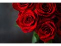 バラ（薔薇）の花言葉！ 色別&本数別の意味