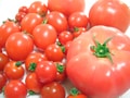 トマトの栄養・選び方・保存方法