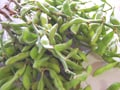 枝豆の栄養・選び方・保存方法