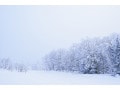 二十四節気「大雪」の意味・読み方は？2024年はいつ？風習・食べ物・冬将軍も解説