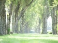 二十四節気「小満」とは？2025年はいつ？意味・読み方・季語「麦秋」や「小満芒種」などの豆知識