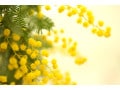 3月8日「ミモザの日」になぜ女性に花を贈る？ 実は黄色でなかったミモザの豆知識・花言葉