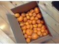 メルカリでは自宅でとれた野菜や果物の取引も活発。自分が売る場合のコツは？