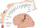 ホムンクルスとは？大脳皮質のマッピングで現れる脳の中の小人