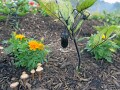 愛情ゆえの水のやりすぎも注意！観賞用植物の“誤食”の危険も!? ガーデニングの失敗あるある8例