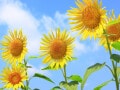 【2025年】お盆休みはいつからいつまで？夏休みは何連休にする？7月8月カレンダーでチェック