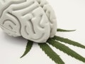 「大麻は依存性が低い」は本当？薬物依存の正しい知識