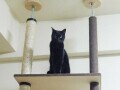 猫ご満悦！賃貸でも出来る簡単自作キャットウォーク・厳選5
