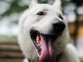 成犬でも大丈夫！ 犬のうるさい無駄吠えをしつけ直す方法とは？